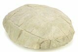 Inflated Fossil Tortoise (Stylemys) - South Dakota #284217-2